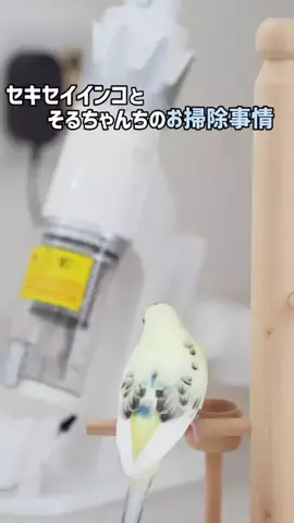 mee | インコとの暮らしのTikTok投稿