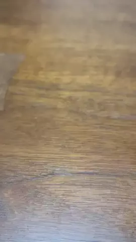 えち🐼のTikTok投稿