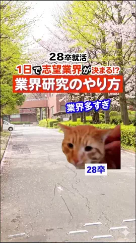 就活猫猫のTikTok投稿