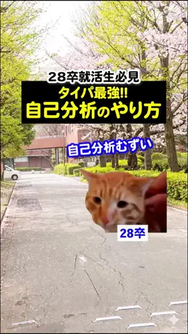 就活猫猫のTikTok投稿