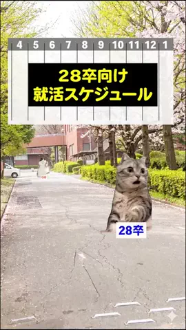 就活猫猫のTikTok投稿