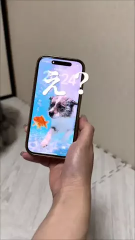 ボーダーコリーのはなとふぃりのTikTok投稿
