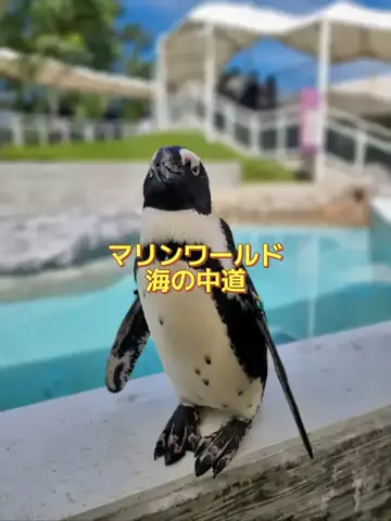 ホーリーゆうのTikTok投稿