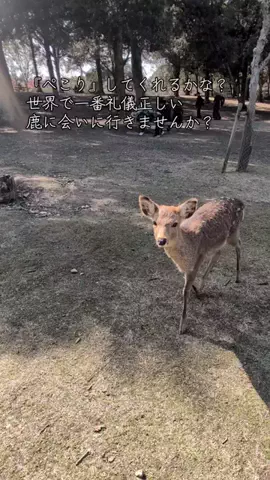 ぎょ丼💚のTikTok投稿