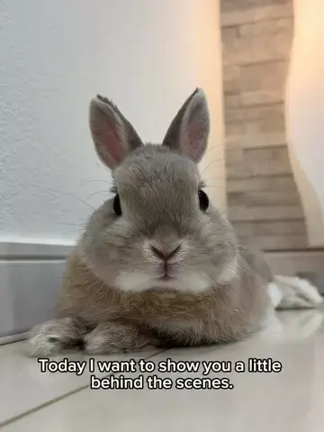 うさぎのもかのTikTok投稿