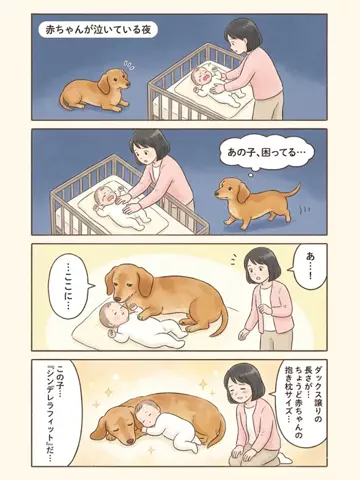 都内のチワワのTikTok投稿