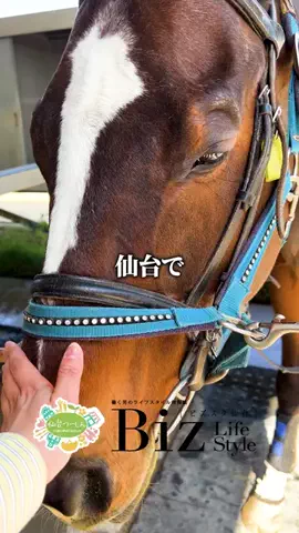 仙台つーしんエンタメ部のTikTok投稿