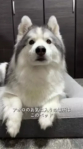 シベリアンハスキーのアポロとコスモのTikTok投稿