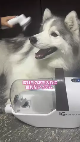 シベリアンハスキーのアポロとコスモのTikTok投稿
