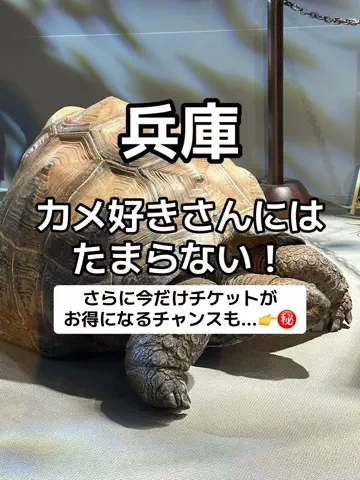🌺なみひらりさ✈️🗺️｜絶景ホテル×コスパ旅のTikTok投稿