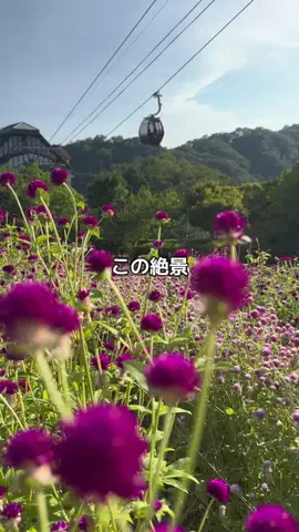 🌺なみひらりさ✈️🗺️｜絶景ホテル×コスパ旅のTikTok投稿