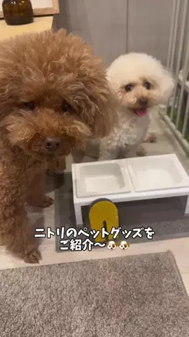 トイプードルLEOのTikTok投稿