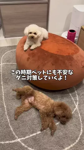 トイプードルLEOのTikTok投稿