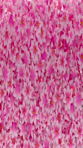 ちゃんまいですのTikTok投稿