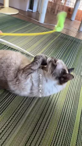 すっぽん！🐢📦のTikTok投稿