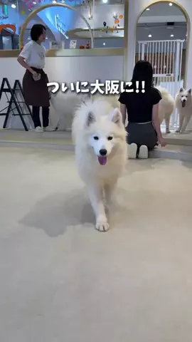 まさかなI 電車で行く大阪デート👟のTikTok投稿