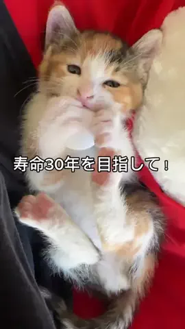 犬と猫の暮らし｜サブ美＆マー坊のTikTok投稿