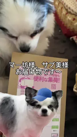 犬と猫の暮らし｜サブ美＆マー坊のTikTok投稿