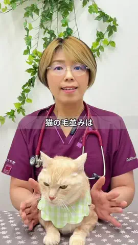 ねこ先生のTikTok投稿