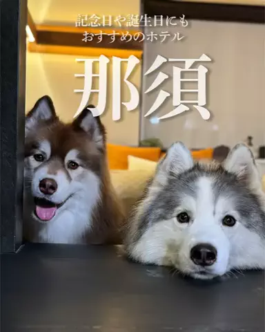 シベリアンハスキーのアポロとコスモのTikTok投稿