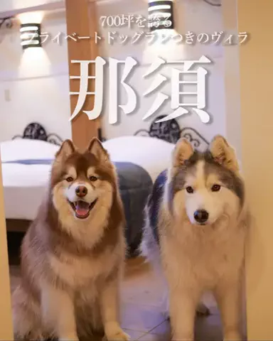 シベリアンハスキーのアポロとコスモのTikTok投稿