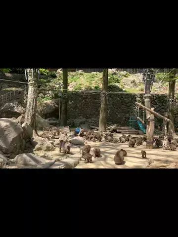 カルタくんのTikTok投稿