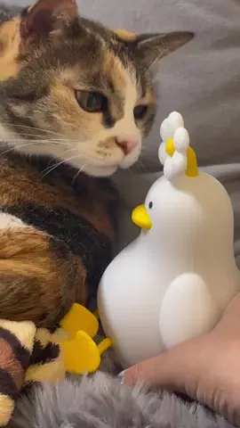 🐈もずあずちゃんねる🐈のTikTok投稿