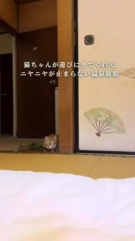 しおり｜女子向けおでかけ・旅行情報🎀のTikTok投稿