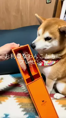 maayan_animalのTikTok投稿