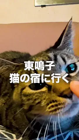 仙台SEMI-JのTikTok投稿