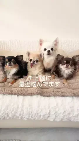チビファミリーのオーナーのTikTok投稿