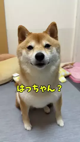 コッペパン　はな🐕🥖のTikTok投稿