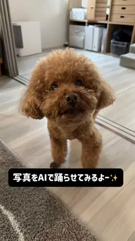 トイプードルLEOのTikTok投稿