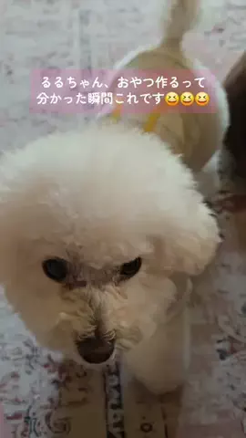 るるちゃんねるのTikTok投稿