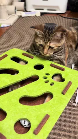 猫グッズ正直レビューのTikTok投稿