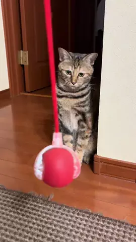 猫グッズ正直レビューのTikTok投稿