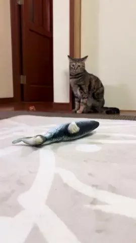 猫グッズ正直レビューのTikTok投稿