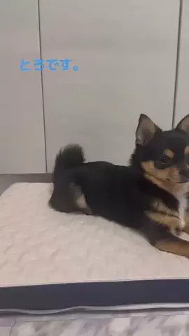 とろ Toro 🐈‍⬛🍣♥️のTikTok投稿