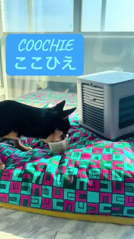 とろ Toro 🐈‍⬛🍣♥️のTikTok投稿