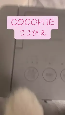 とろ Toro 🐈‍⬛🍣♥️のTikTok投稿
