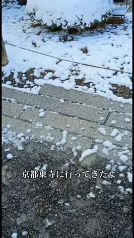 Og ToのTikTok投稿