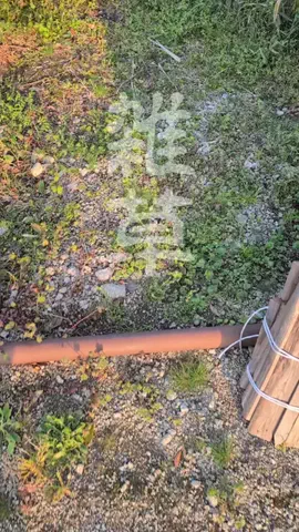 つりきっぷ/家庭で自然を楽しむ🌱のTikTok投稿