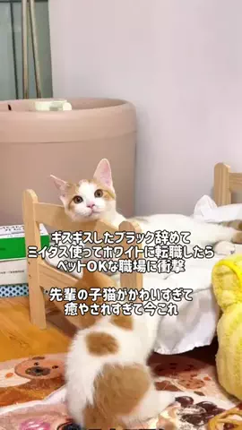 らら| 腸活オタクのTikTok投稿