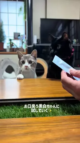 保護猫オセロのTikTok投稿