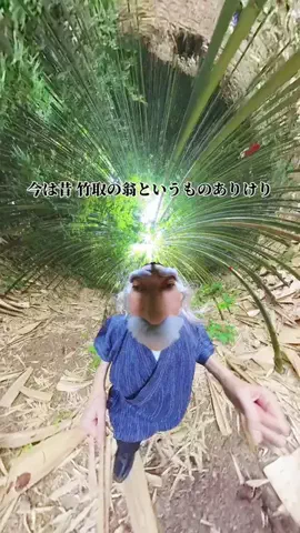 ささみちゃんねるのTikTok投稿