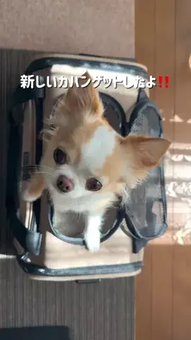 チワワのりぃちゃん🎀のTikTok投稿
