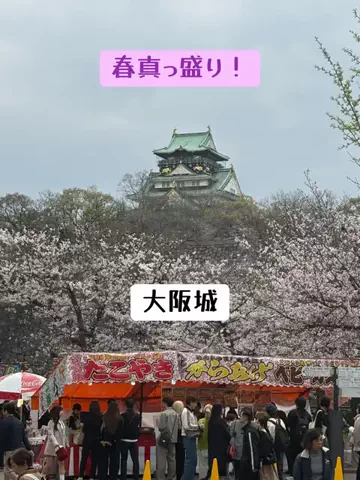 日本語くまさんのTikTok投稿