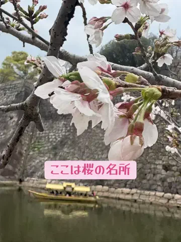 日本語くまさんのTikTok投稿