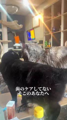 銀猫三獣士 silvercat_guildのTikTok投稿