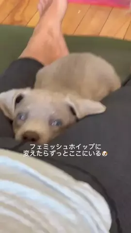 🥹🥹のTikTok投稿